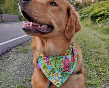 Bluedog Pet Designs
